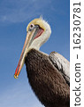 Portrait of a bropelican taken in California, USA. 16230781