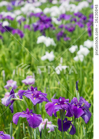 相模原公園的虹膜 相模原公園的虹膜 16230848