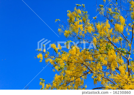 Cassia Fistula in clear blue sky Cassia Fistula in clear blue sky 16230860