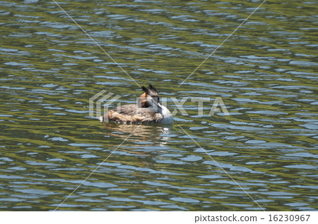 Great crested grebe 16230967