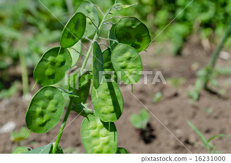 Lunaria (Goudas, Pinus thunbergii) Lunaria (Goudas, Pinus thunbergii) 16231000