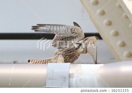 Chicks of butterfly 16231155