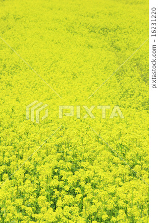 富良野市北海道雪松 富良野市北海道雪松 16231220