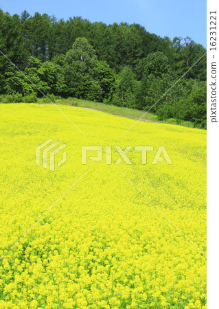 富良野市北海道Chigashi和其他森林 16231221