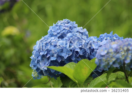 Matsudaira鄉的繡球花 Matsudaira鄉的繡球花 16231405