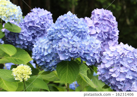 Matsudaira鄉的繡球花 16231406