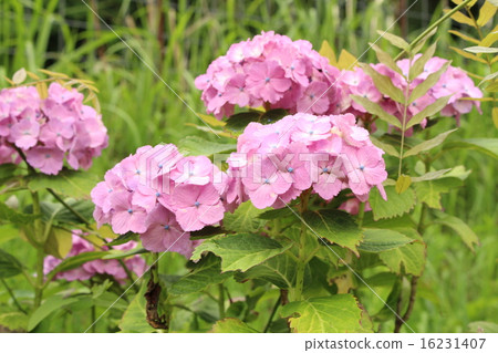Matsudaira鄉的繡球花 16231407