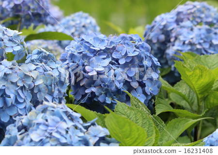 Hydrangea of Matsudaira Township 16231408