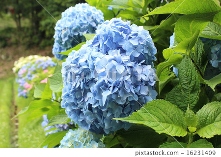 Hydrangea of Matsudaira Township Hydrangea of Matsudaira Township 16231409
