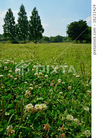 Meanuma稻田：Megumi Menuma自然公園的白三葉草肉 16231424