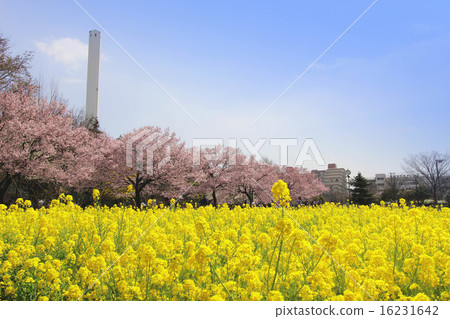 強姦在Ashana公園開花 16231642