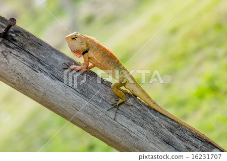 Brown lizard 16231707