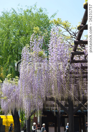 富士花 富士花 16231757