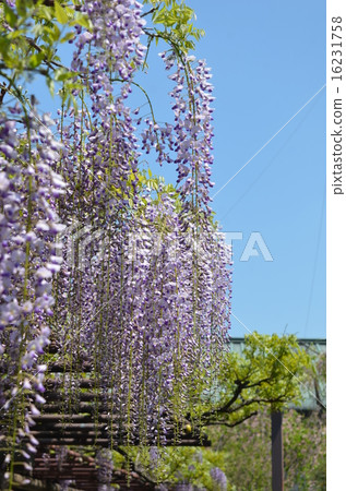 富士花 富士花 16231758