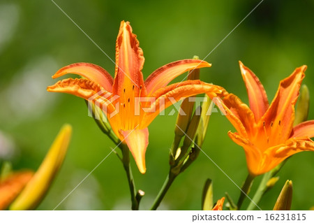 Hemelocalis Hemelocalis 16231815