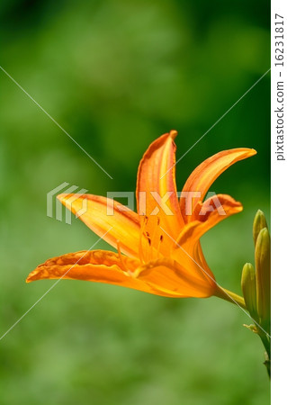 Hemelocalis 16231817