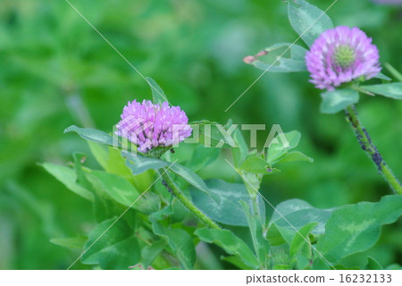 紅三葉草 紅三葉草 16232133