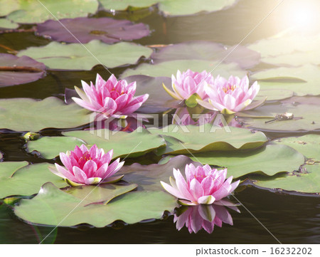 lotus flower background - Stock Photo [16232202] - PIXTA