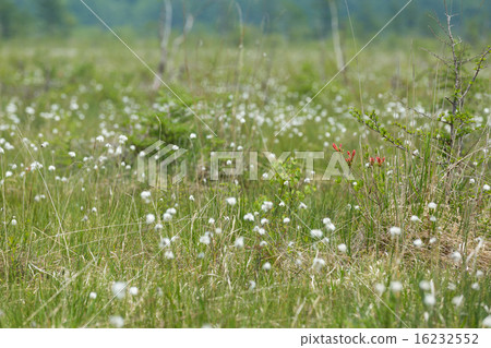 Battlefield waterssege Battlefield waterssege 16232552