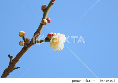 梅花 梅花 16236301