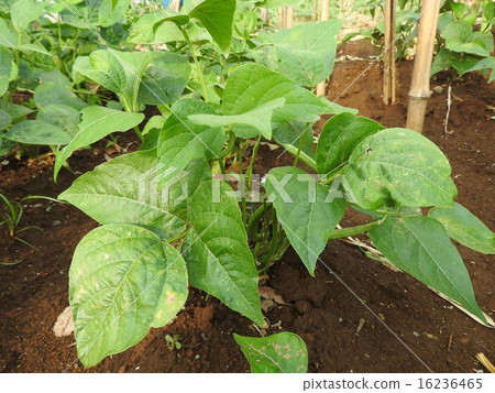 There is a vine-free seed and a hanging seed, and if it is a vine harvest seed, it can be harvested for 2 months and it is profitable. 16236465