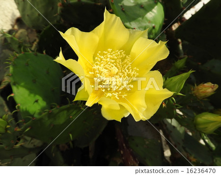 Petit cactus is a wonderful life force that grows into new individuals by sprouting just by placing the stem on the sand. 16236470