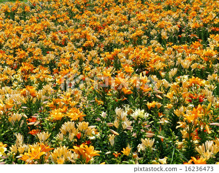 Orange one color lily garden Orange one color lily garden 16236473