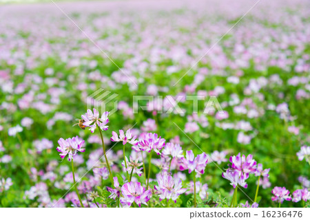 Renge領域perming季節性花照片材料 Renge領域perming季節性花照片材料 16236476