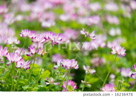 Renge field perming Seasonal flowers Photo material 16236478