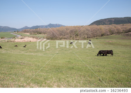 牛放牧 16236493
