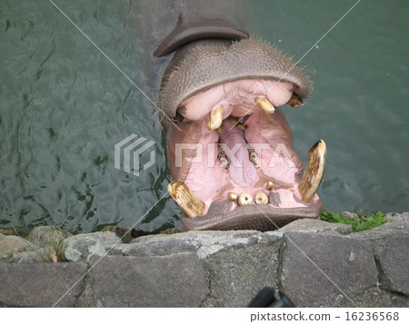 Hippopotic hippopotamus 16236568