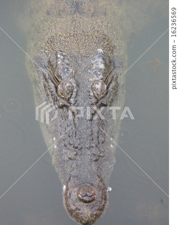 Crocodiles floating on the water 16236569