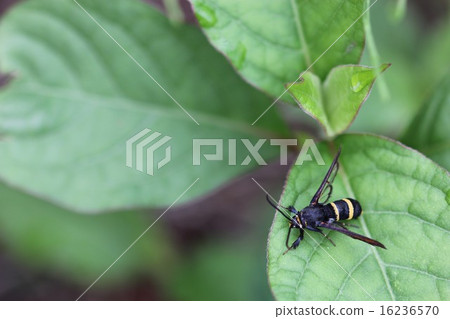 模仿蜜蜂的模仿女性閣樓scuspa女01 16236570