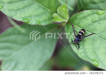 模仿女性的模仿蜜蜂在Sukasiba的女性02 16236571