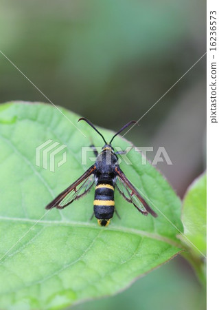 模仿蜜蜂的蛾雌性閣樓scuspa女04 16236573