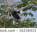 Flight of the hornbill 16236915