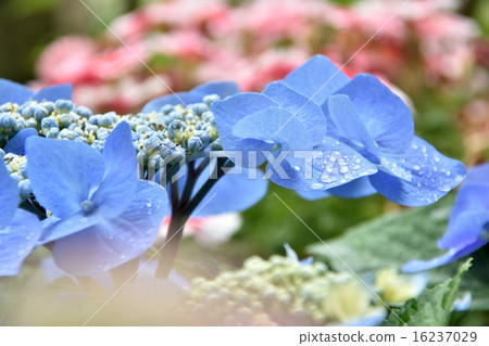 繡球花 繡球花 16237029