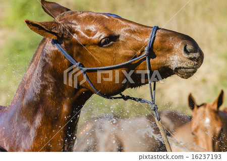 Horse Wash 16237193