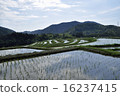 Rice terraces 16237415