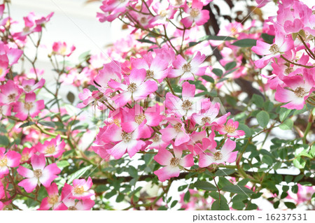 Rose   16237531