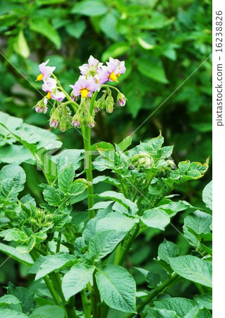 馬鈴薯花 馬鈴薯花 16238826