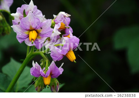 Potato flowers 16238838