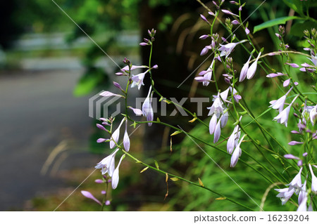 玉簪 玉簪 16239204