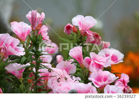 Gothecha (Godetia · Color of the evening) 16239327