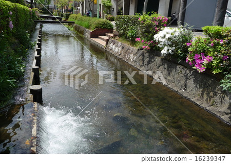 At Mishima-shi 16239347