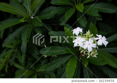 沖繩·沖繩族的花 沖繩·沖繩族的花 16239458
