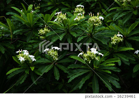 沖繩·沖繩族的花 沖繩·沖繩族的花 16239461