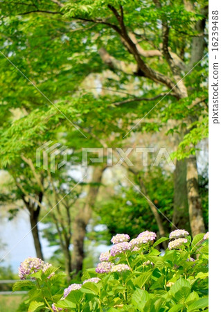A park image of early summer where hydrangea blooms 16239488