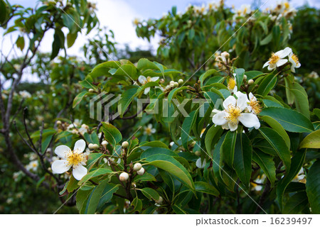 Flowers of Okinawa · Iju Flowers of Okinawa · Iju 16239497