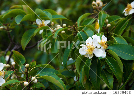 Flowers of Okinawa · Iju Flowers of Okinawa · Iju 16239498